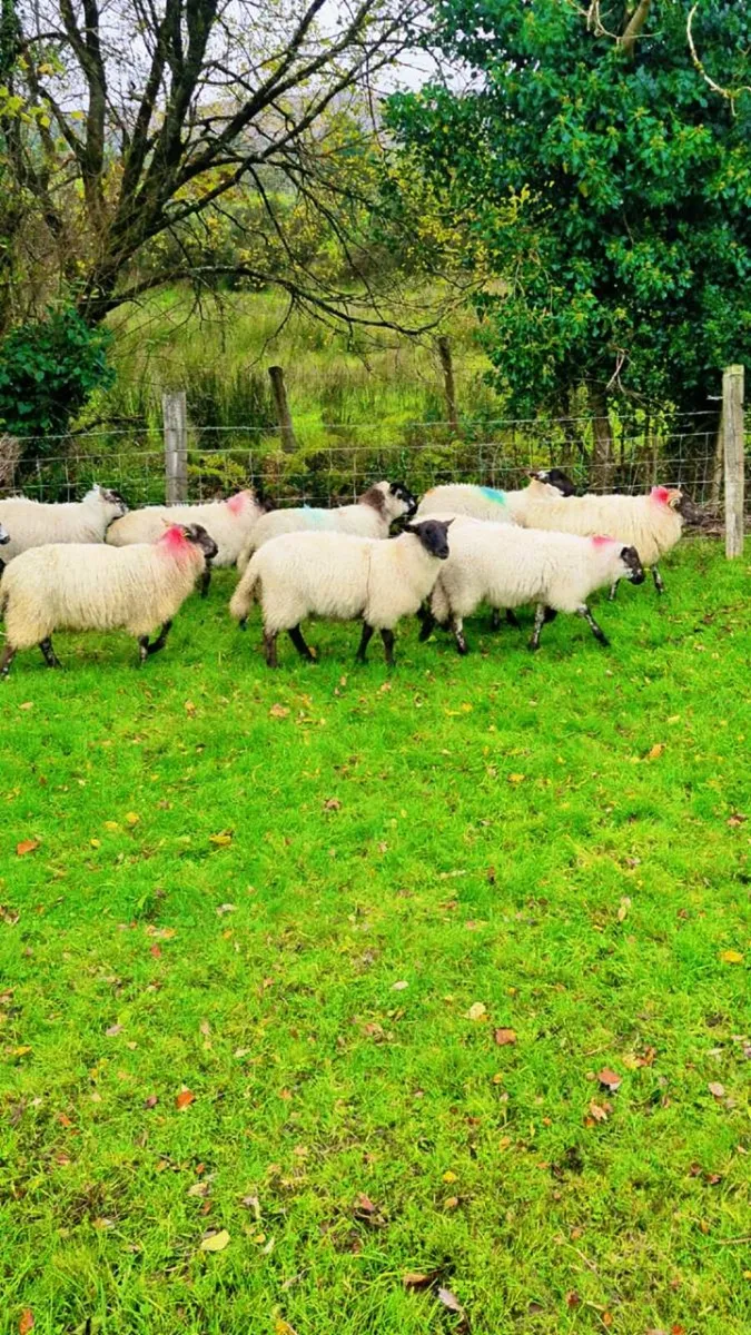 30 ewe lambs - Image 3
