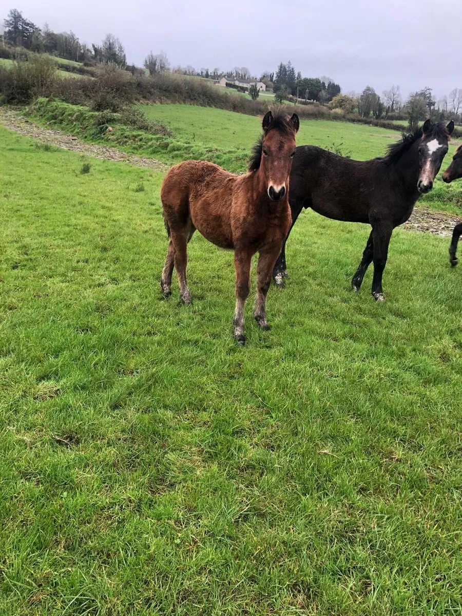 Good Quality Registered Connemara foals - Image 2