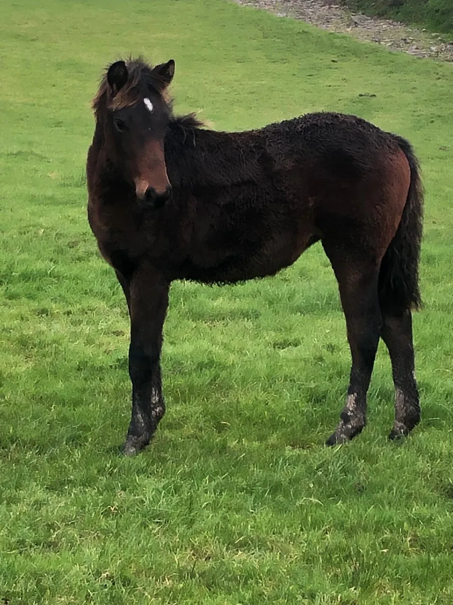 Good Quality Registered Connemara foals - Image 3