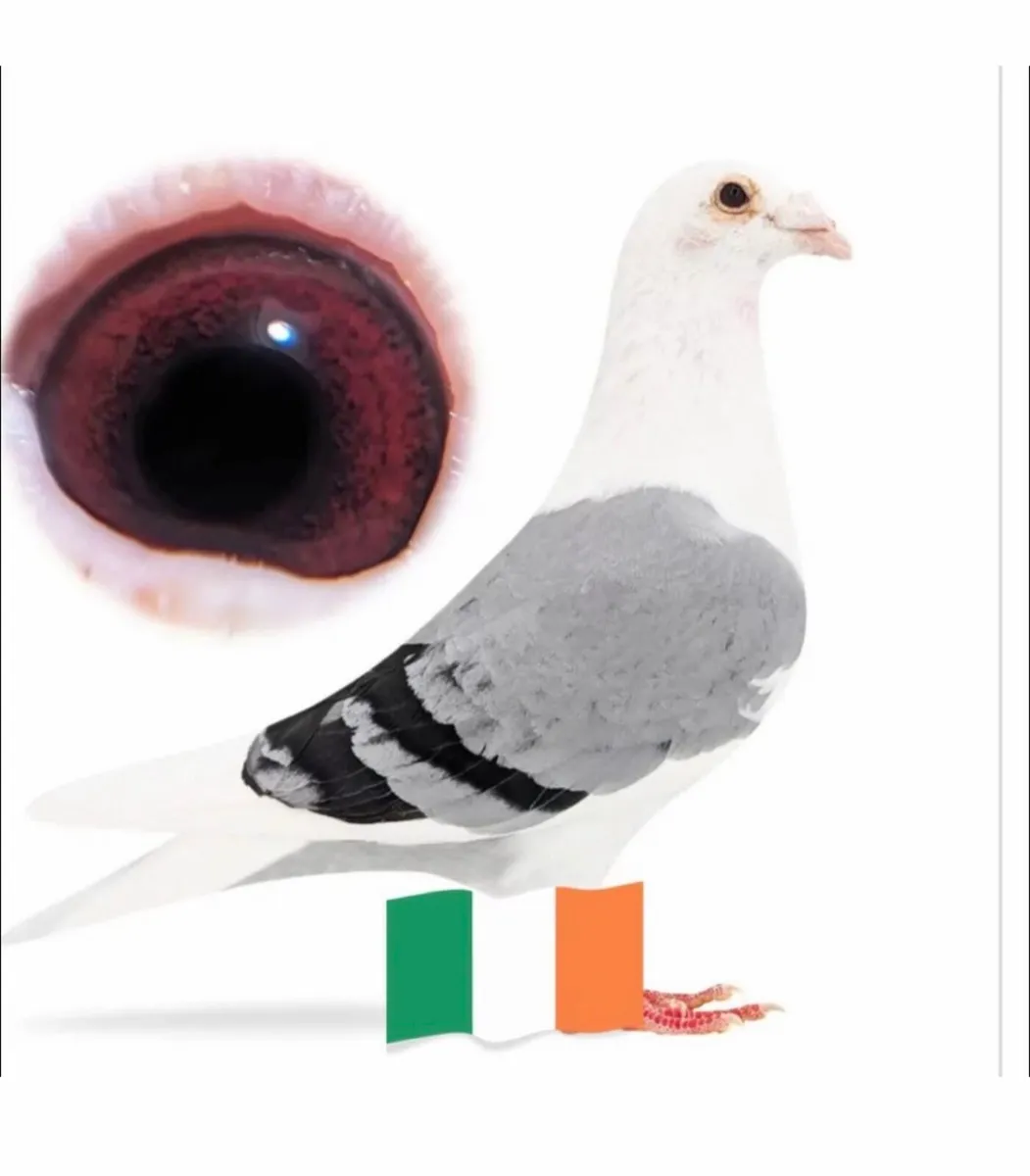 Racing Pigeons