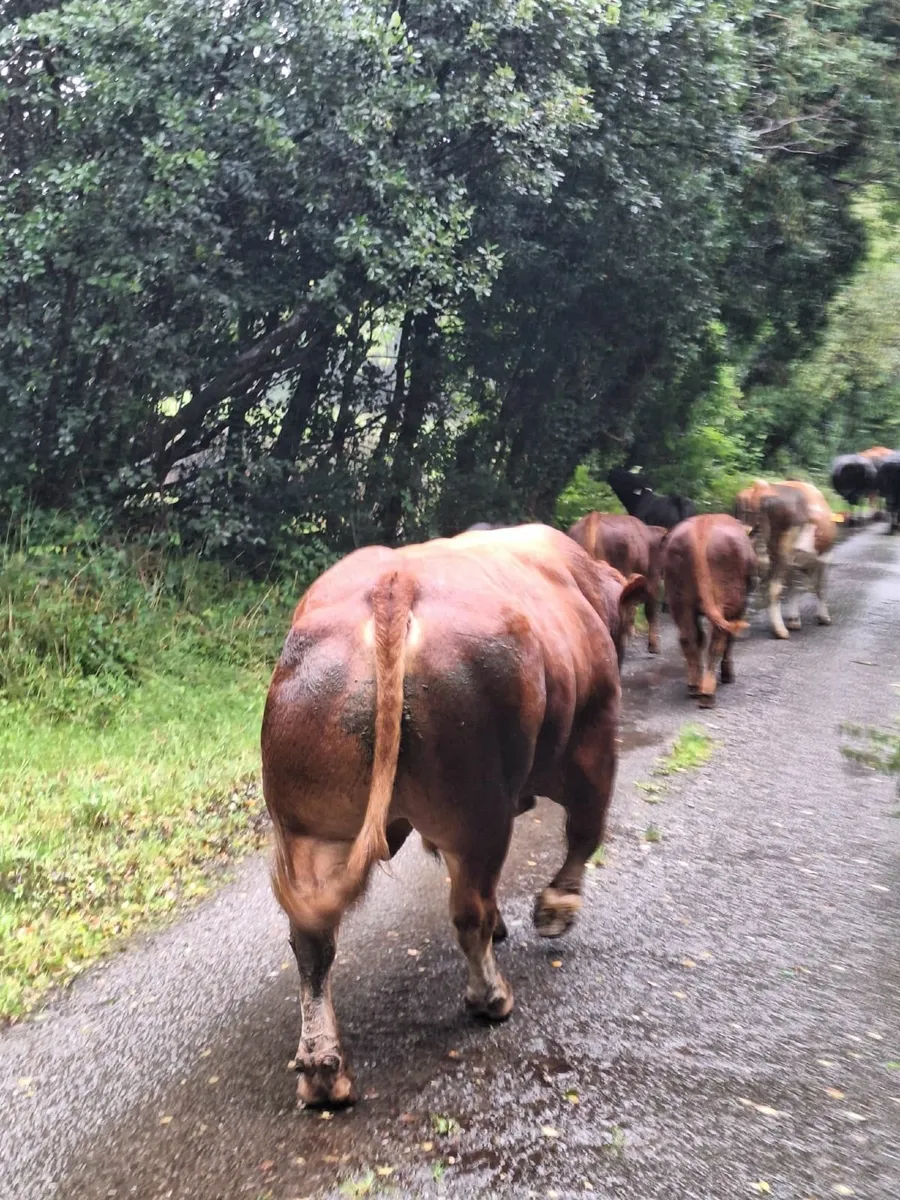 Limousine Bull - Image 2