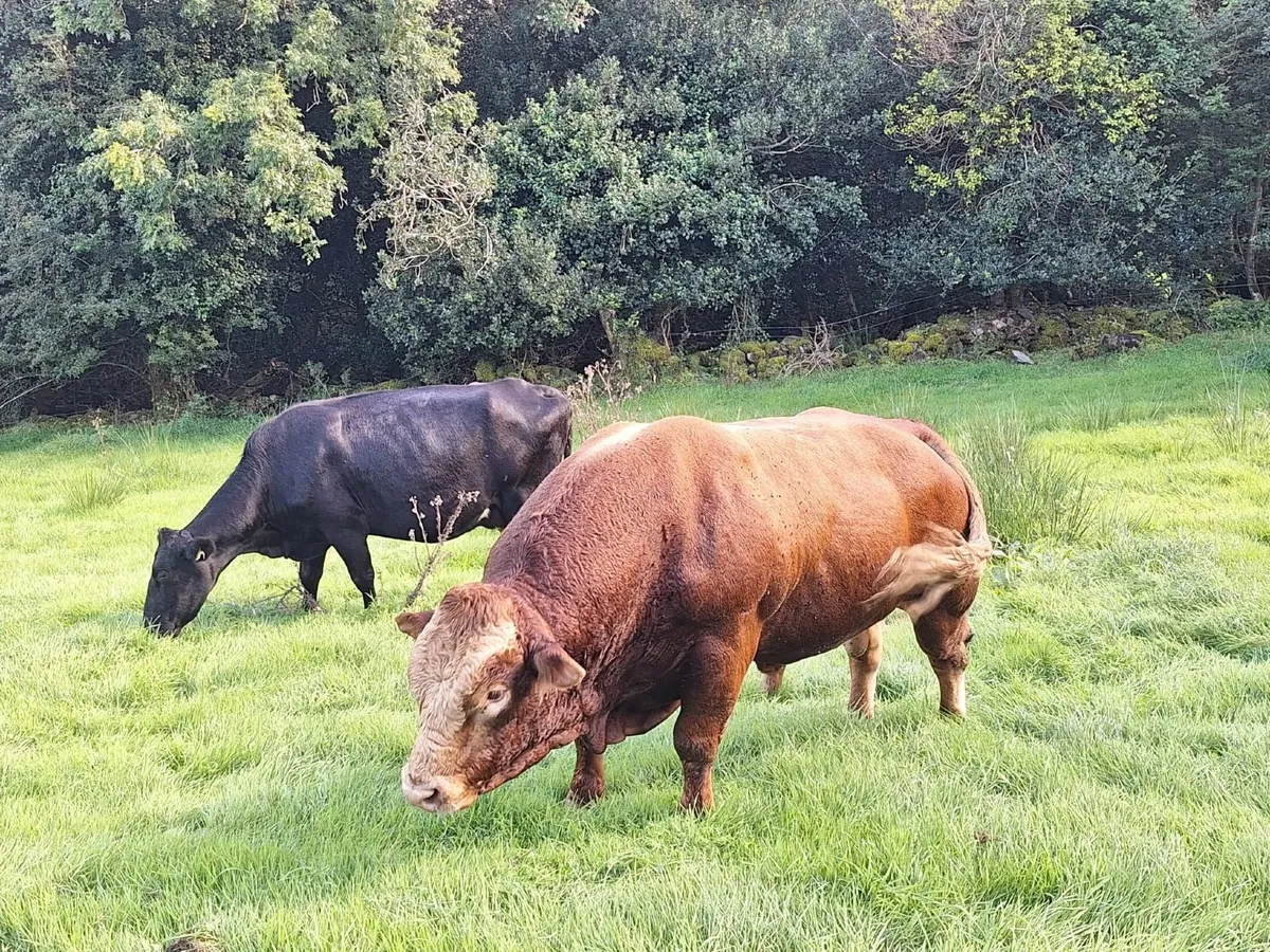 Limousine Bull - Image 3