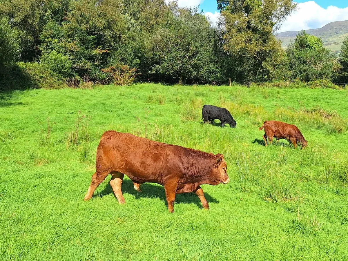 Limousine Bull - Image 4