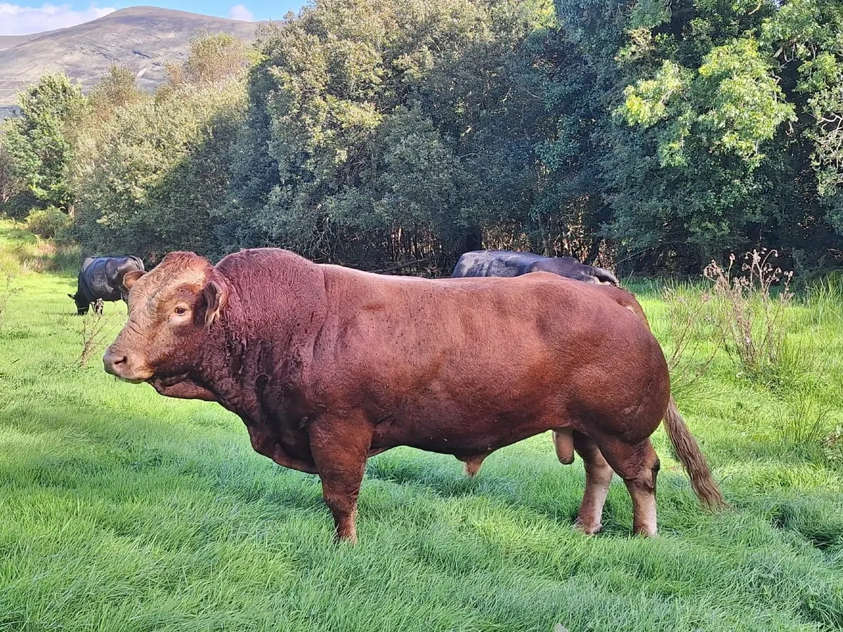 Limousine Bull - Image 1