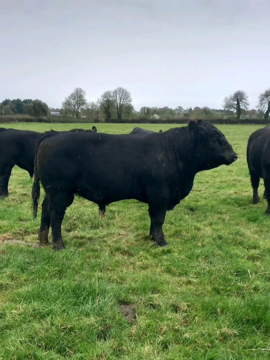 Pedigree Angus Bulls - Image 1
