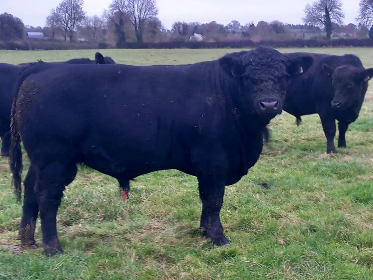 Pedigree Angus Bulls - Image 2