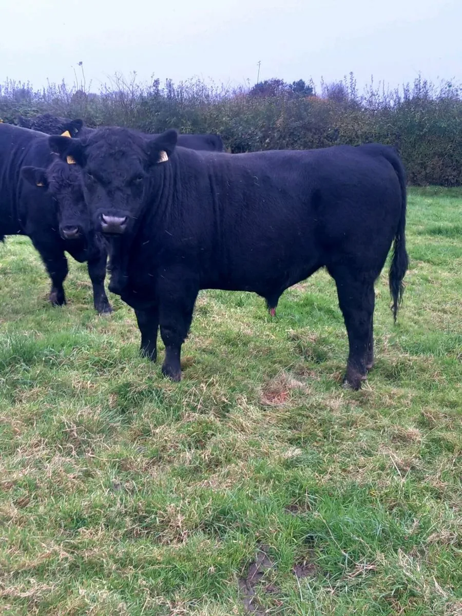 Pedigree Angus Bulls - Image 3