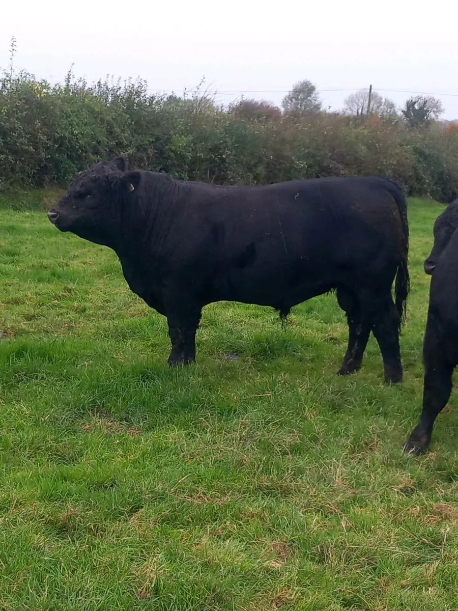 Pedigree Angus Bulls - Image 4
