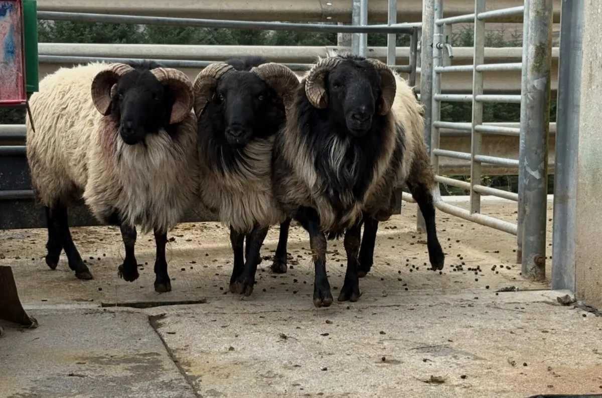 Blackfaced Mountain Rams - Image 2