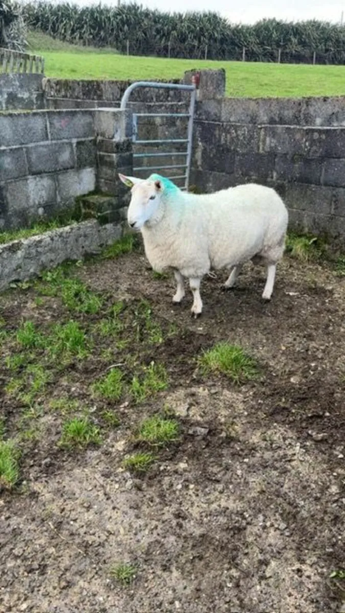 Ram - Image 3