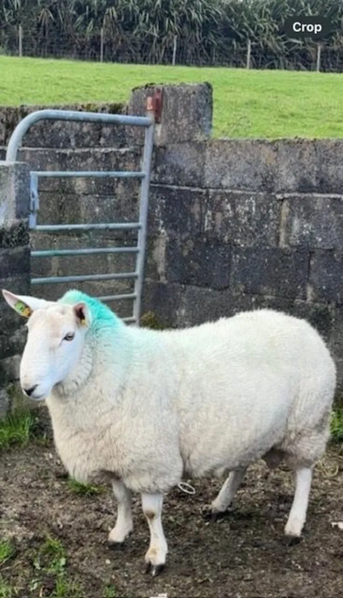 Ram - Image 4