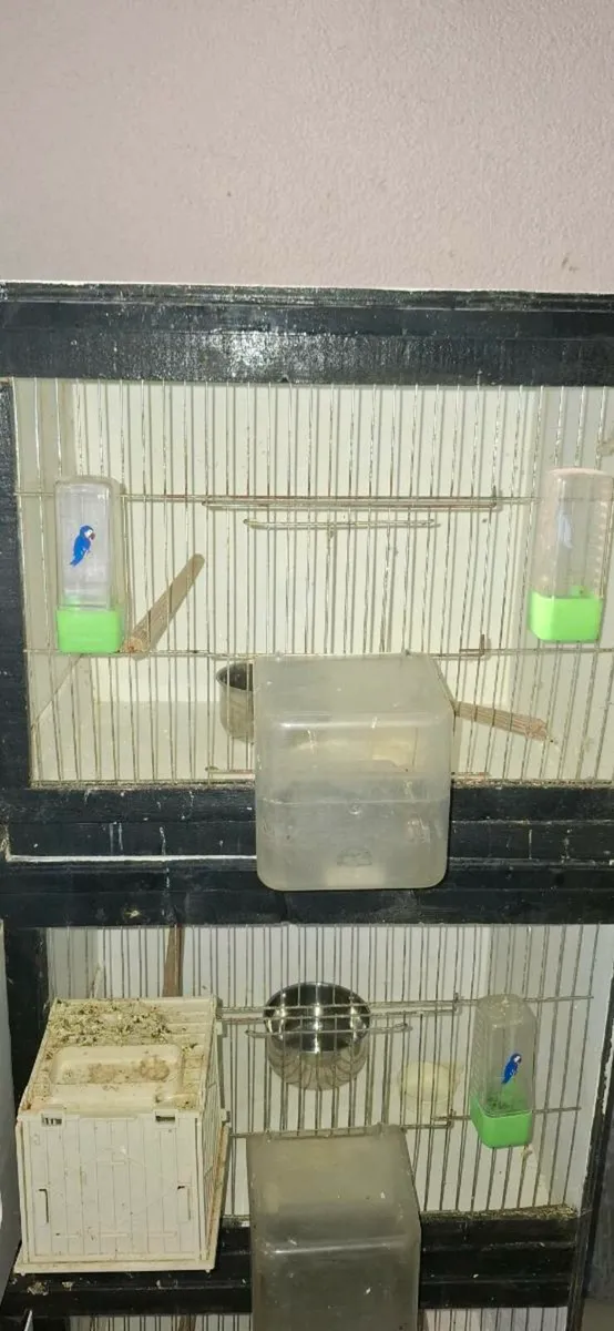 Breeding cages - Image 2