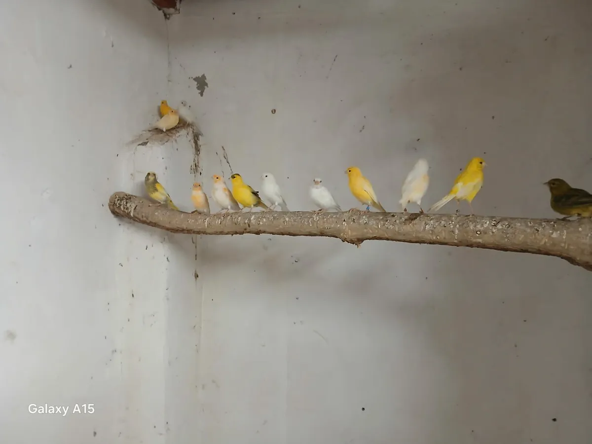 Breeding cages - Image 3