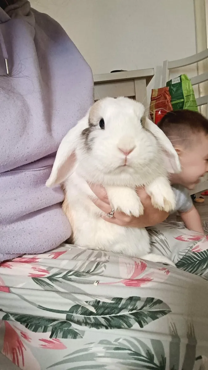 Lop eared Rabbit - Image 2
