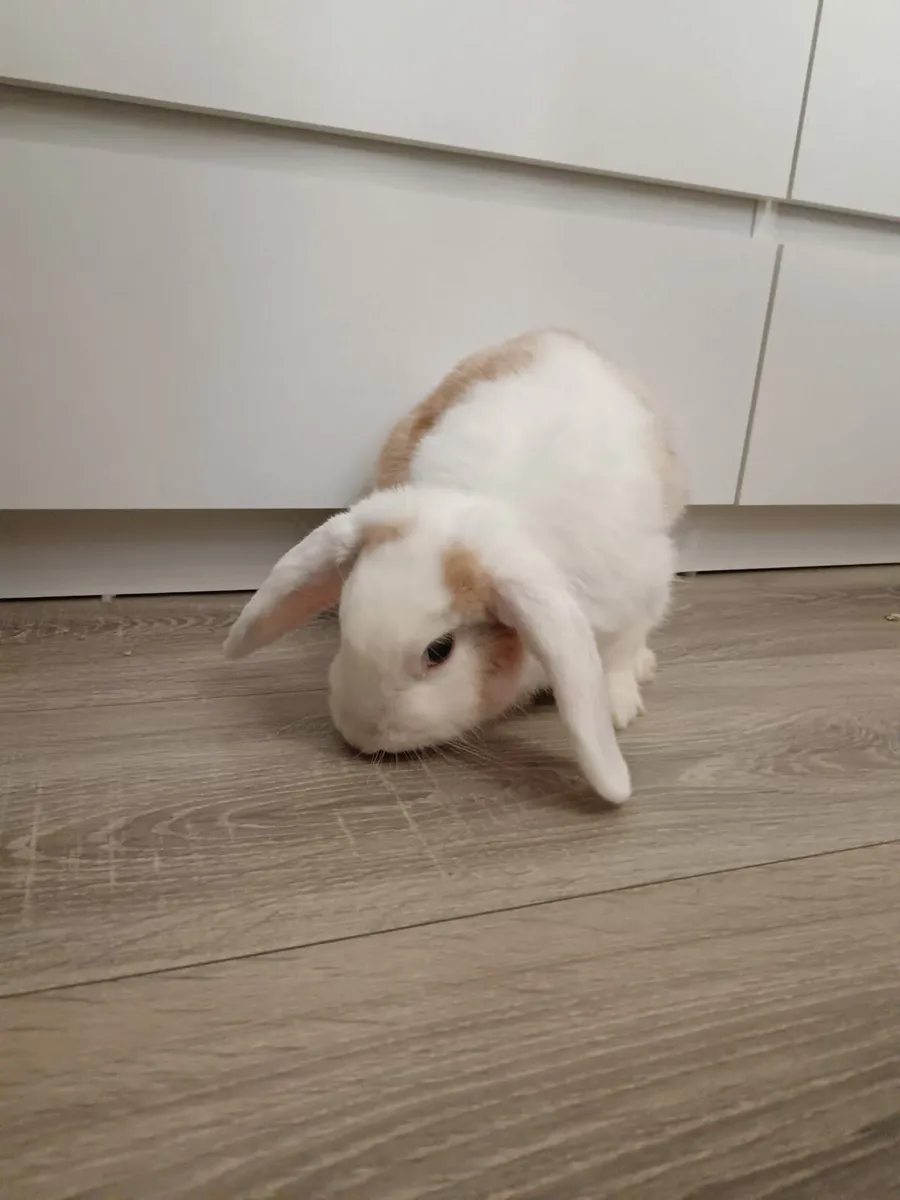 Lop eared Rabbit - Image 3