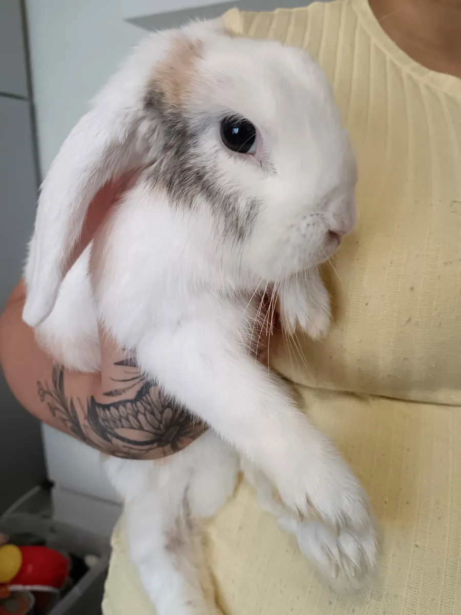 Lop eared Rabbit - Image 4