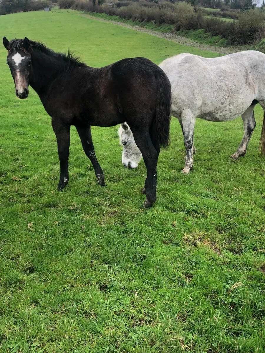 Good Quality Registered Connemara foals - Image 4