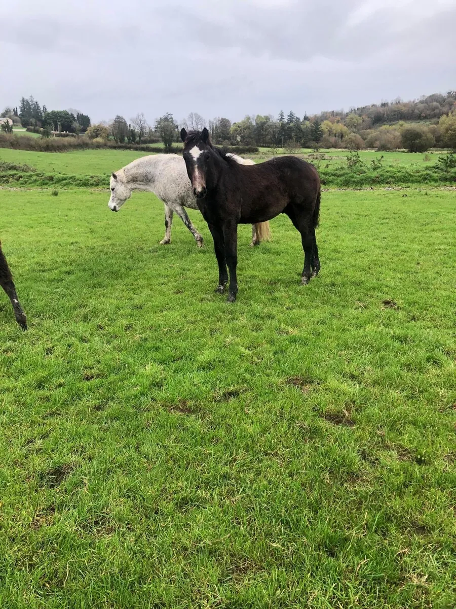Good Quality Registered Connemara foals - Image 1