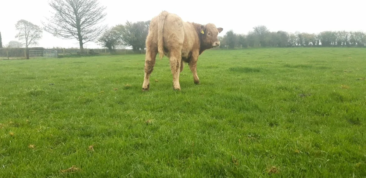 Orange Charolais Bull Weanling - Image 2