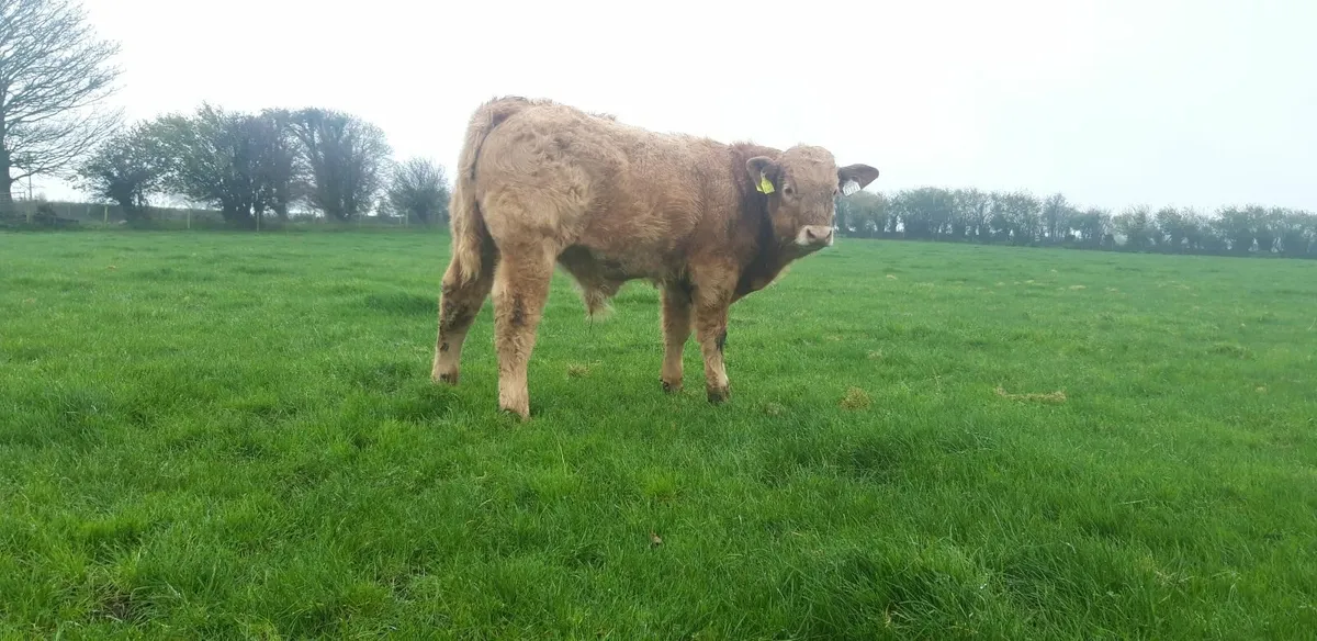 Orange Charolais Bull Weanling - Image 3