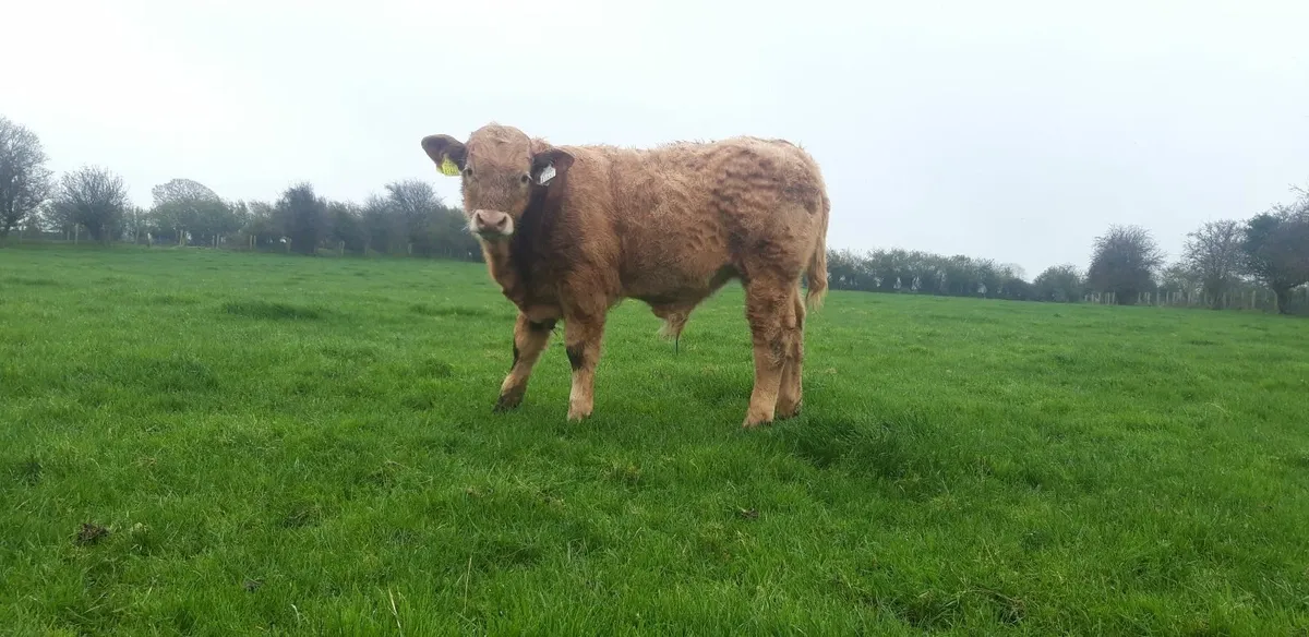 Orange Charolais Bull Weanling - Image 1