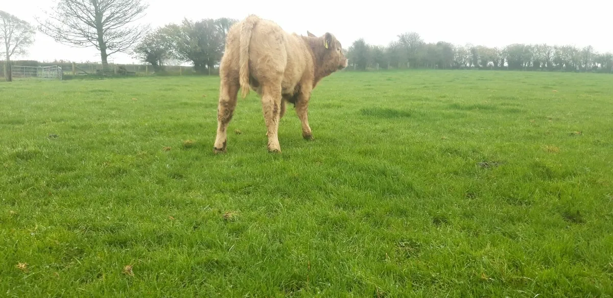 Orange Charolais Bull Weanling - Image 4