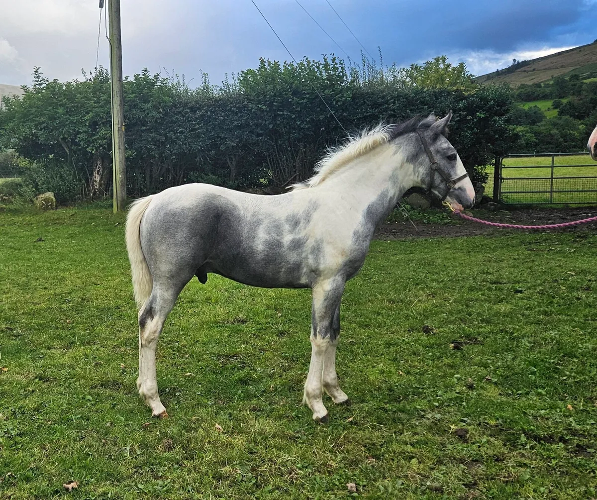 Colt Foal - Image 1