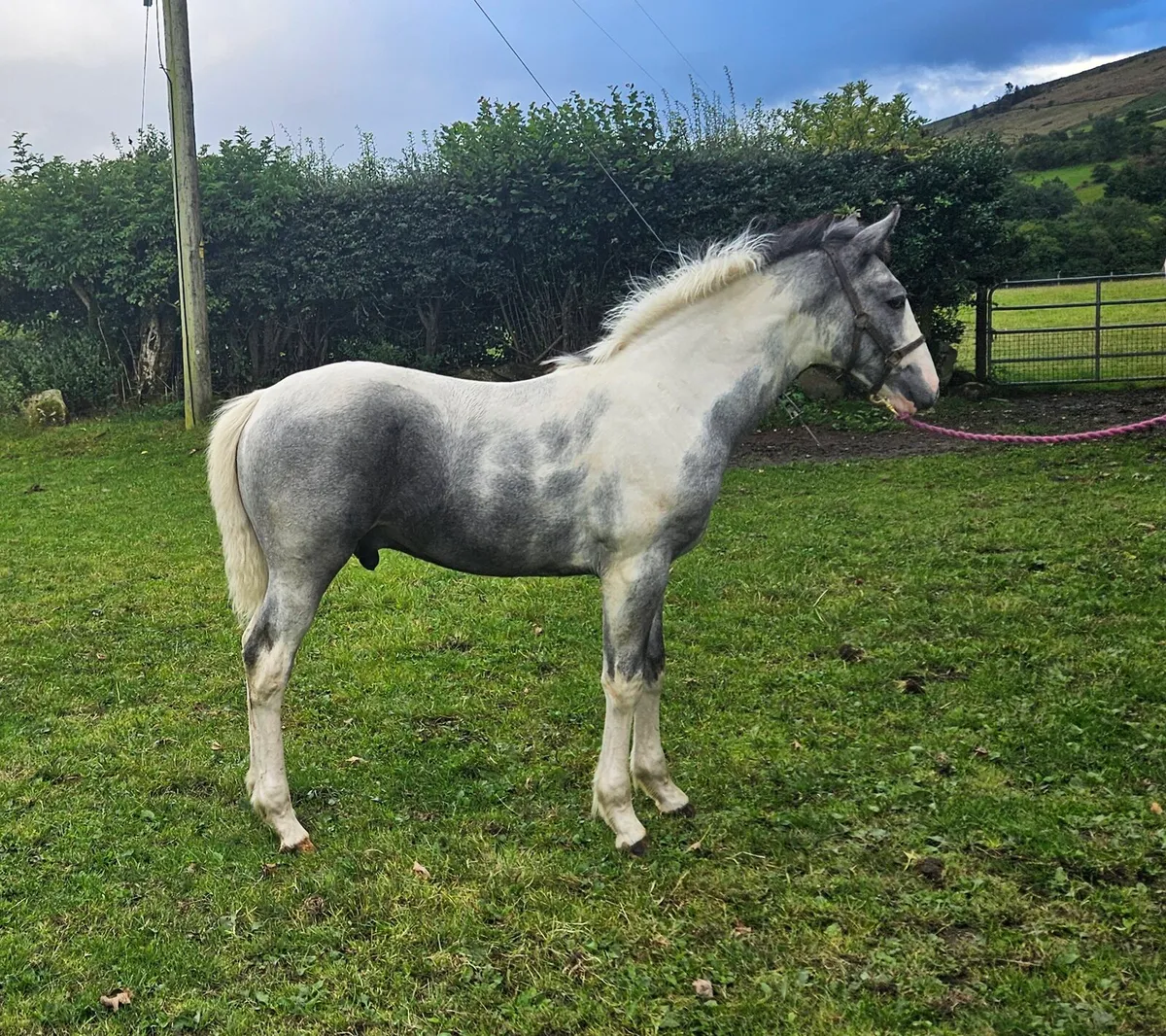 Colt Foal - Image 2