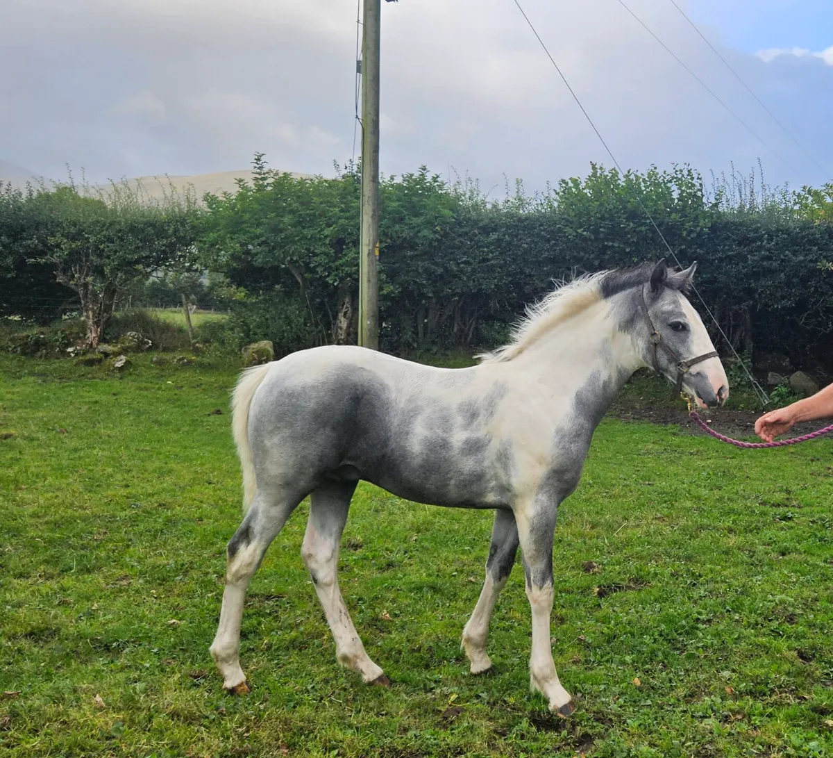 Colt Foal - Image 3