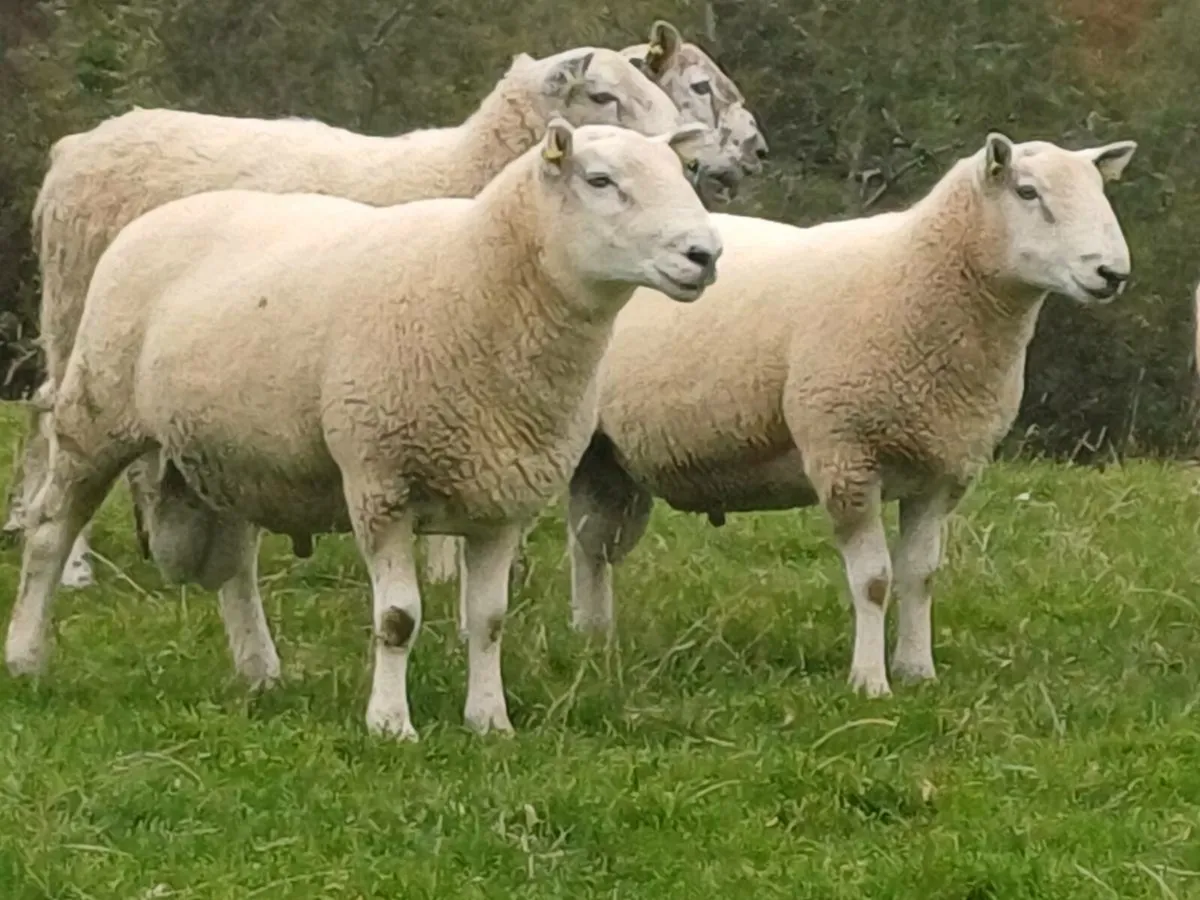 Cheviot and abersfield Hogget Rams - Image 2