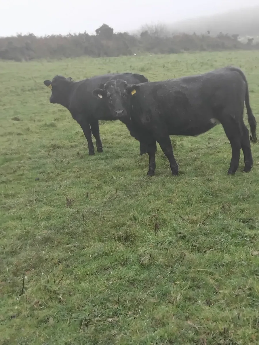 350kg aubrac heifer - Image 1