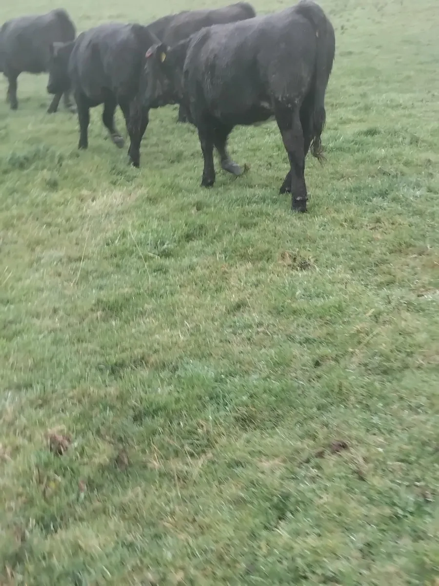 350kg aubrac heifer - Image 2