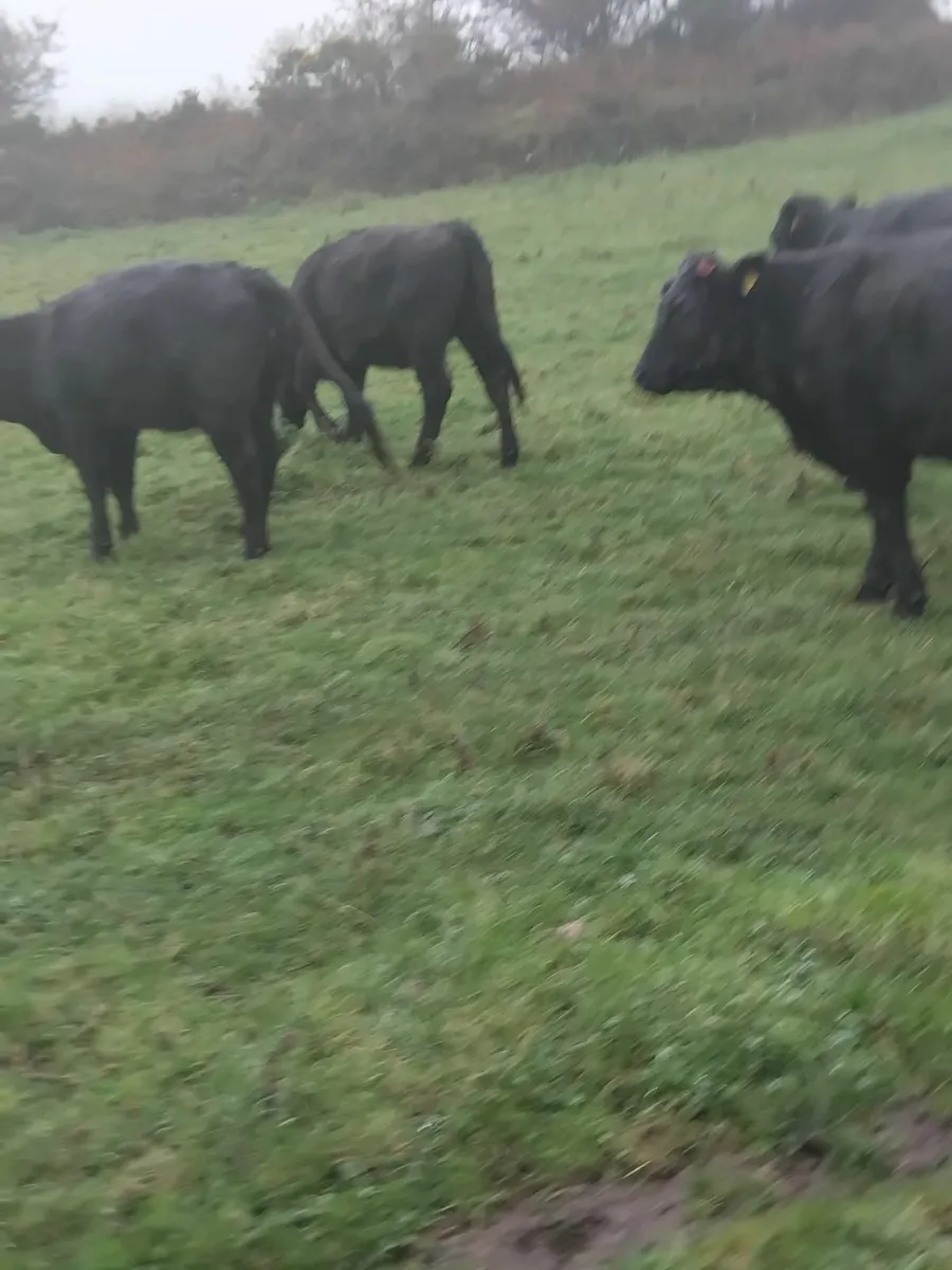 350kg aubrac heifer - Image 3