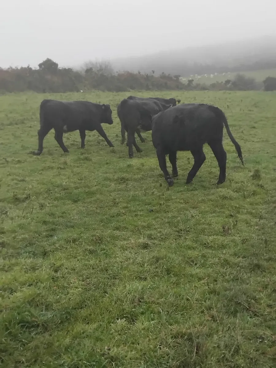 350kg aubrac heifer - Image 4
