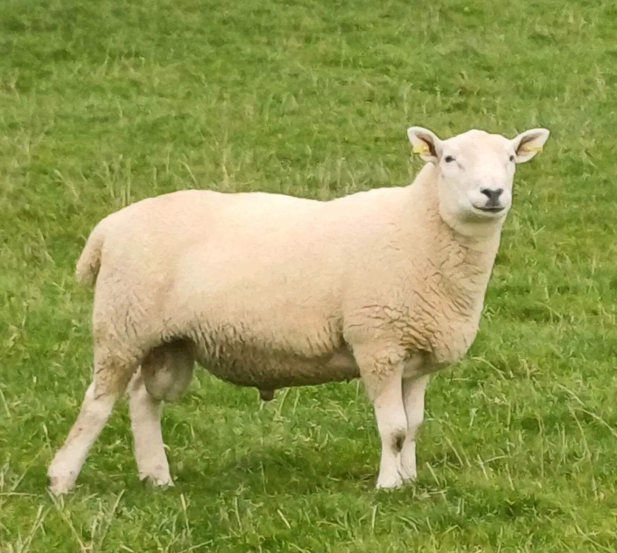 Cheviot and abersfield Hogget Rams - Image 3