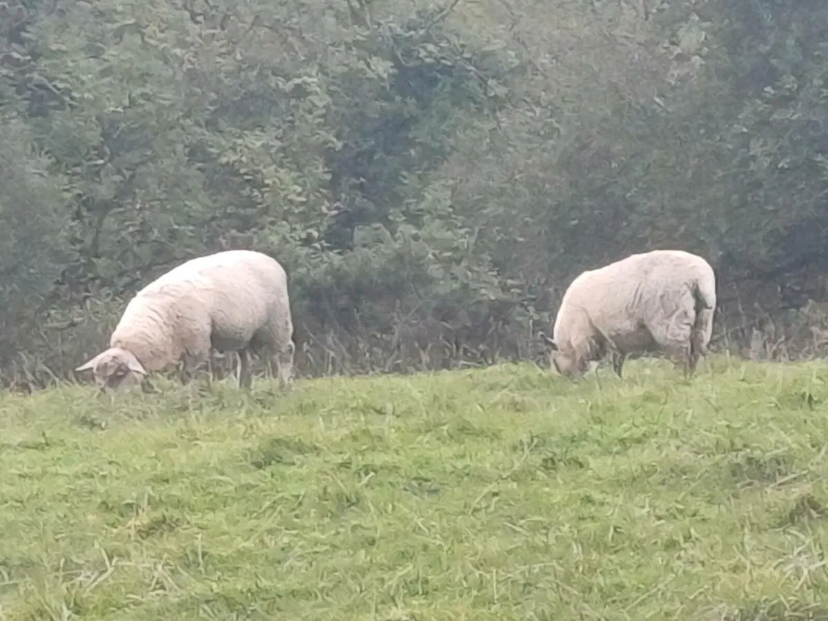 Cheviot and abersfield Hogget Rams - Image 4