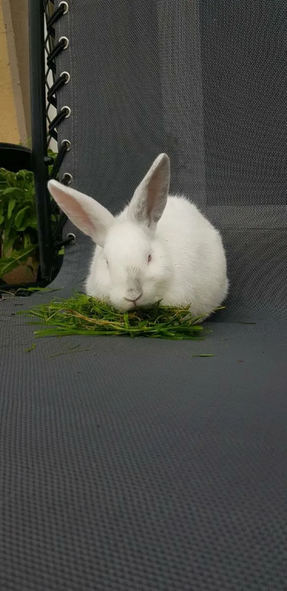 Bunnies/rabbits ⭐⭐!!Last one!!⭐⭐ - Image 1