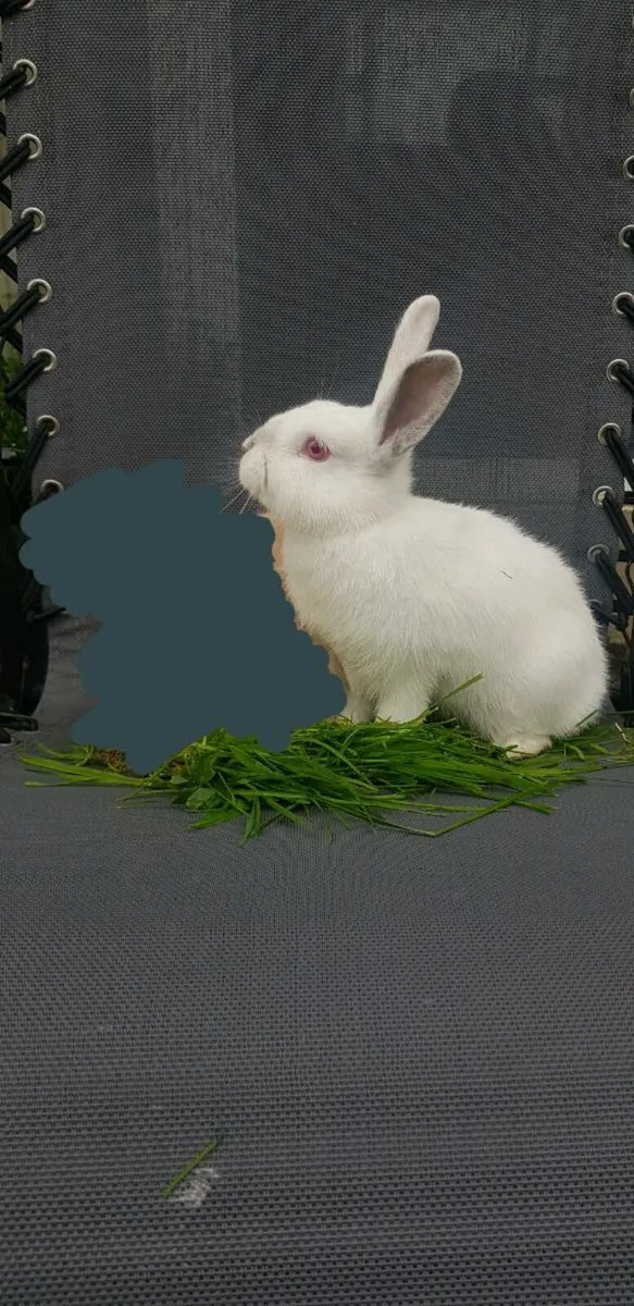 Bunnies/rabbits ⭐⭐!!Last one!!⭐⭐ - Image 2