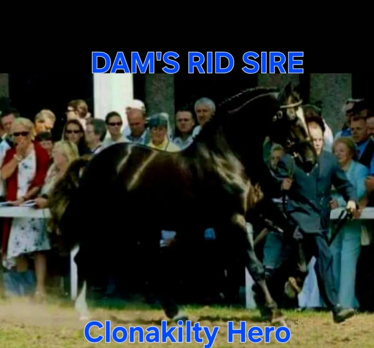 Connemara x RID Cob - Image 3