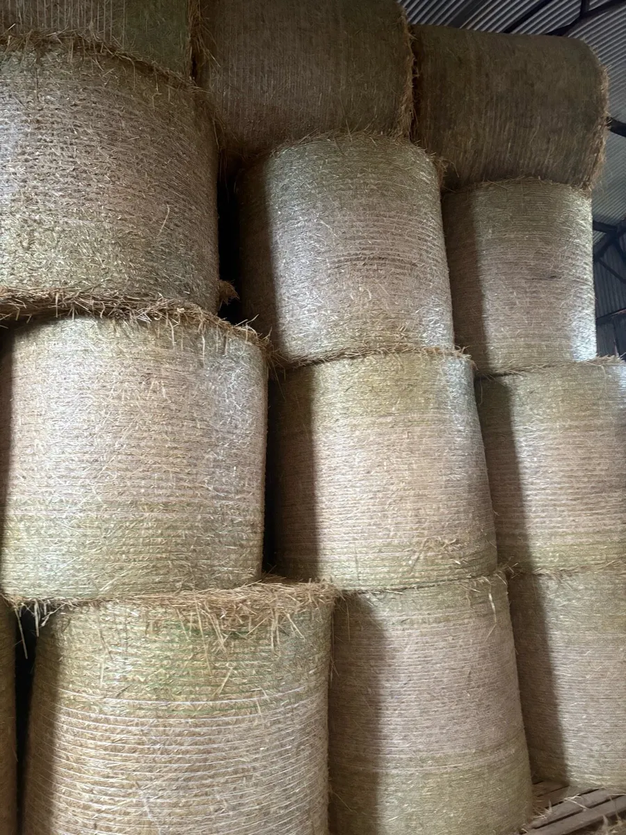 Barley straw - Image 1