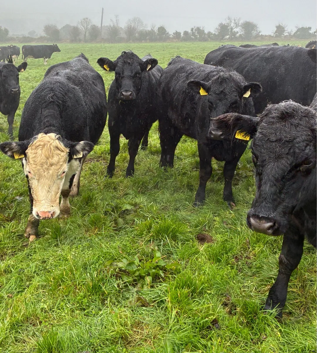 AA HE LM HEIFERS - Image 2