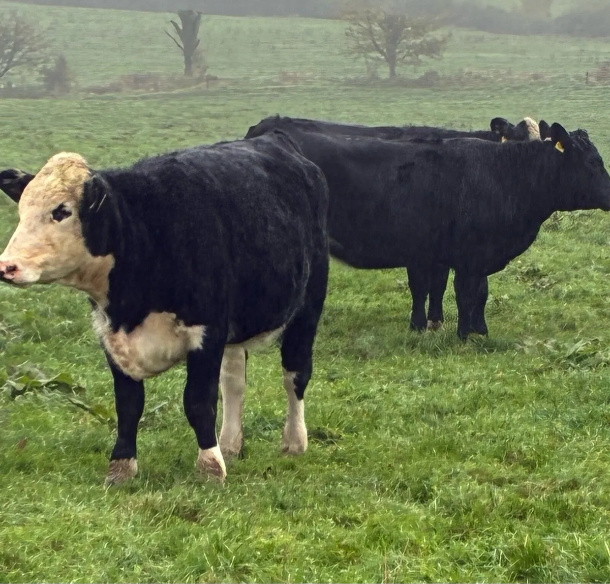 AA HE LM HEIFERS - Image 1