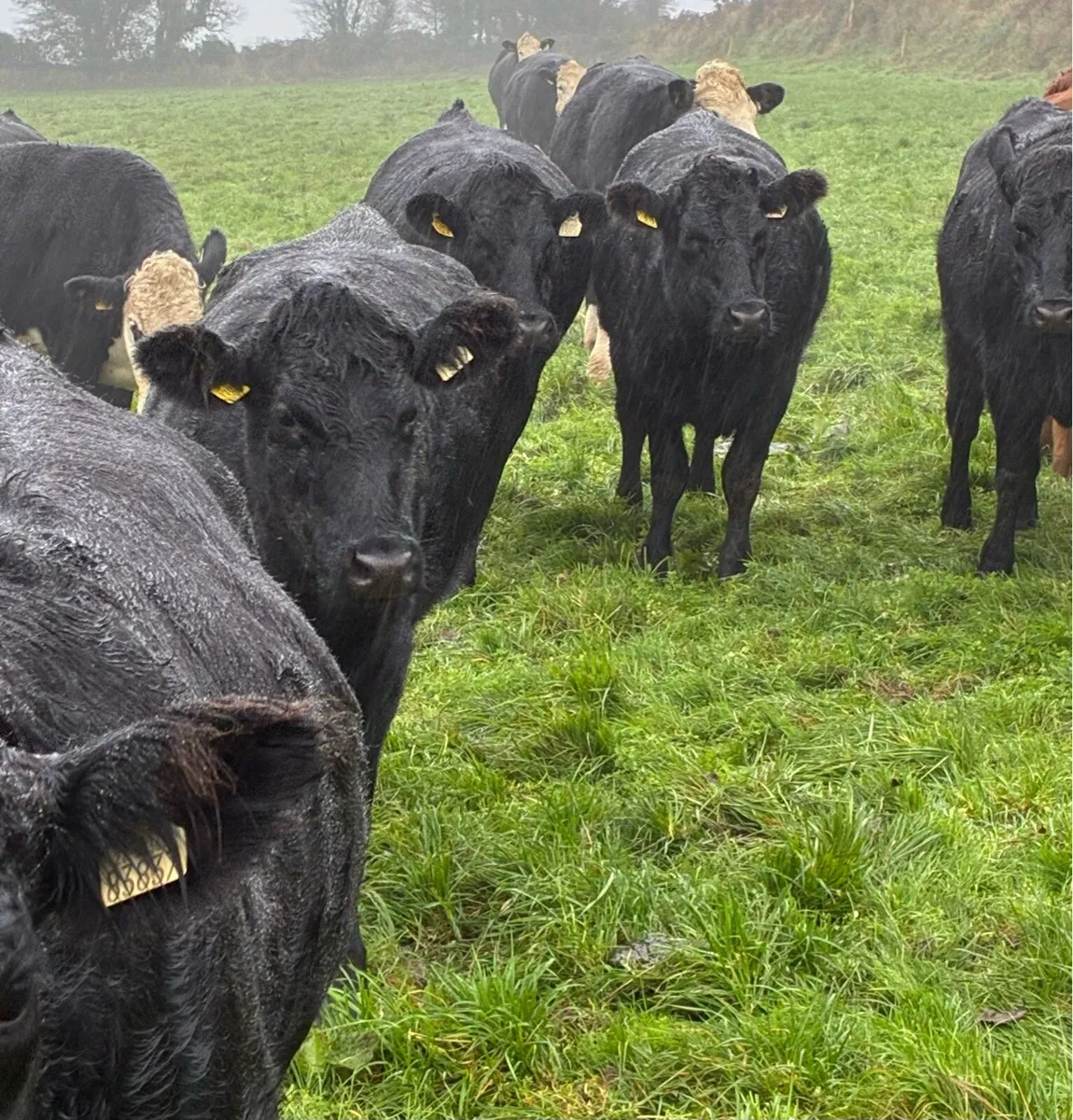 AA HE LM HEIFERS - Image 3