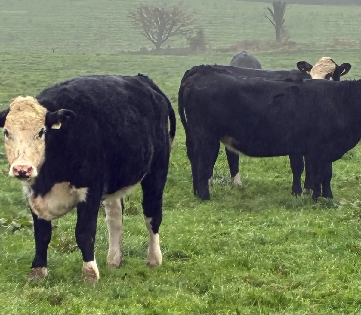 AA HE LM HEIFERS - Image 4