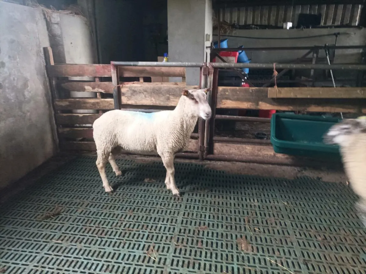 Charollais Hogget Ram