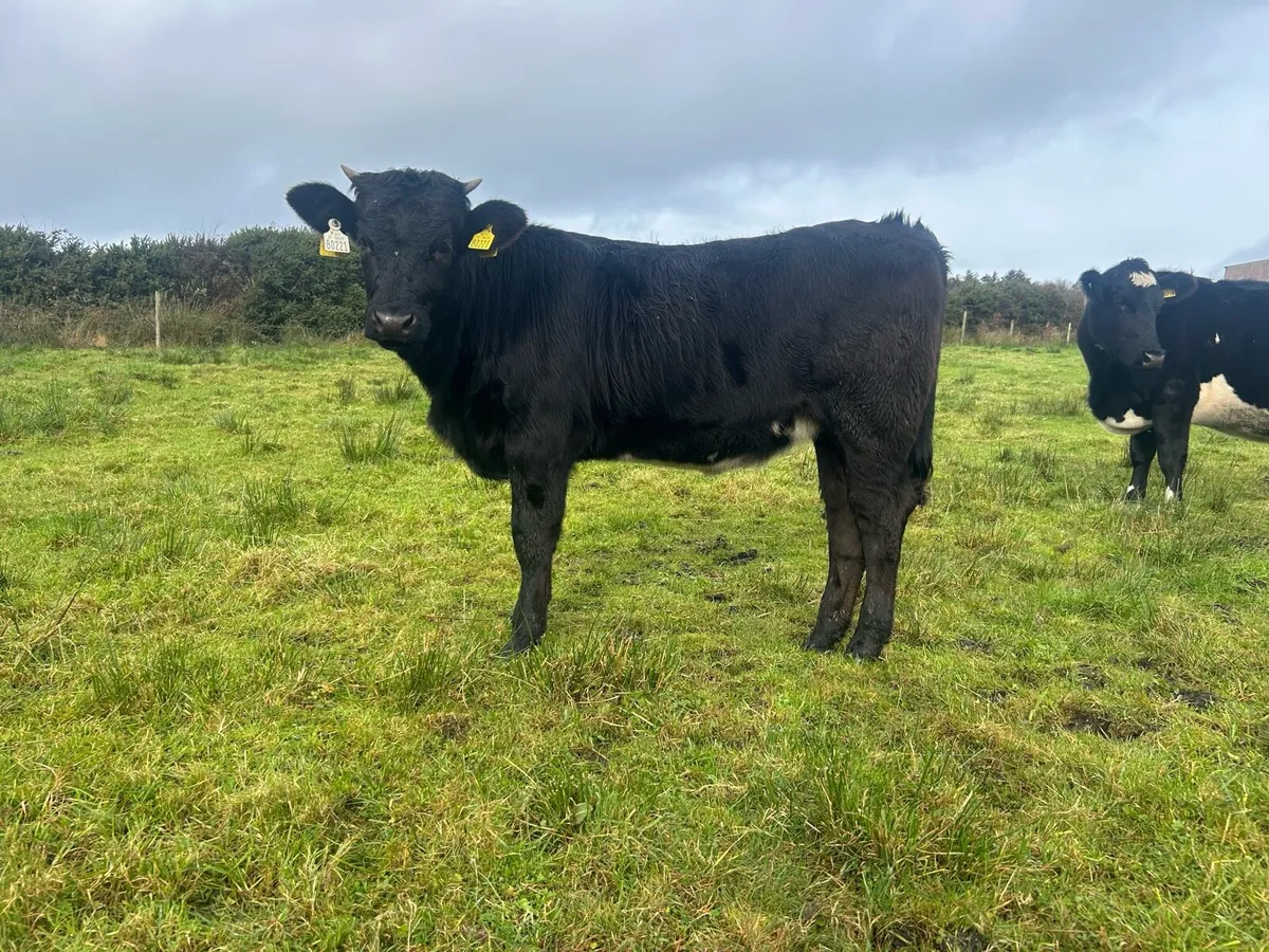 Weanlings heifer - Image 1