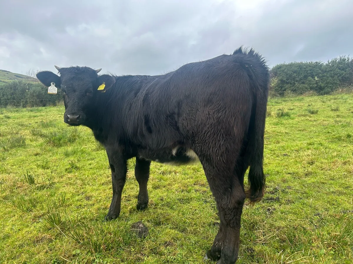 Weanlings heifer - Image 2