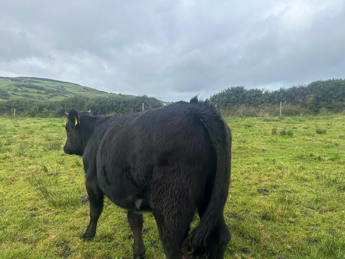 Weanlings heifer - Image 3