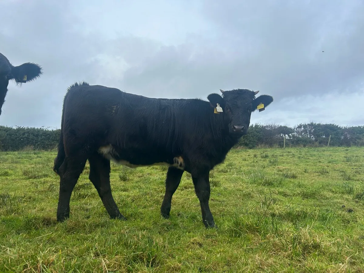 Weanlings heifer - Image 4