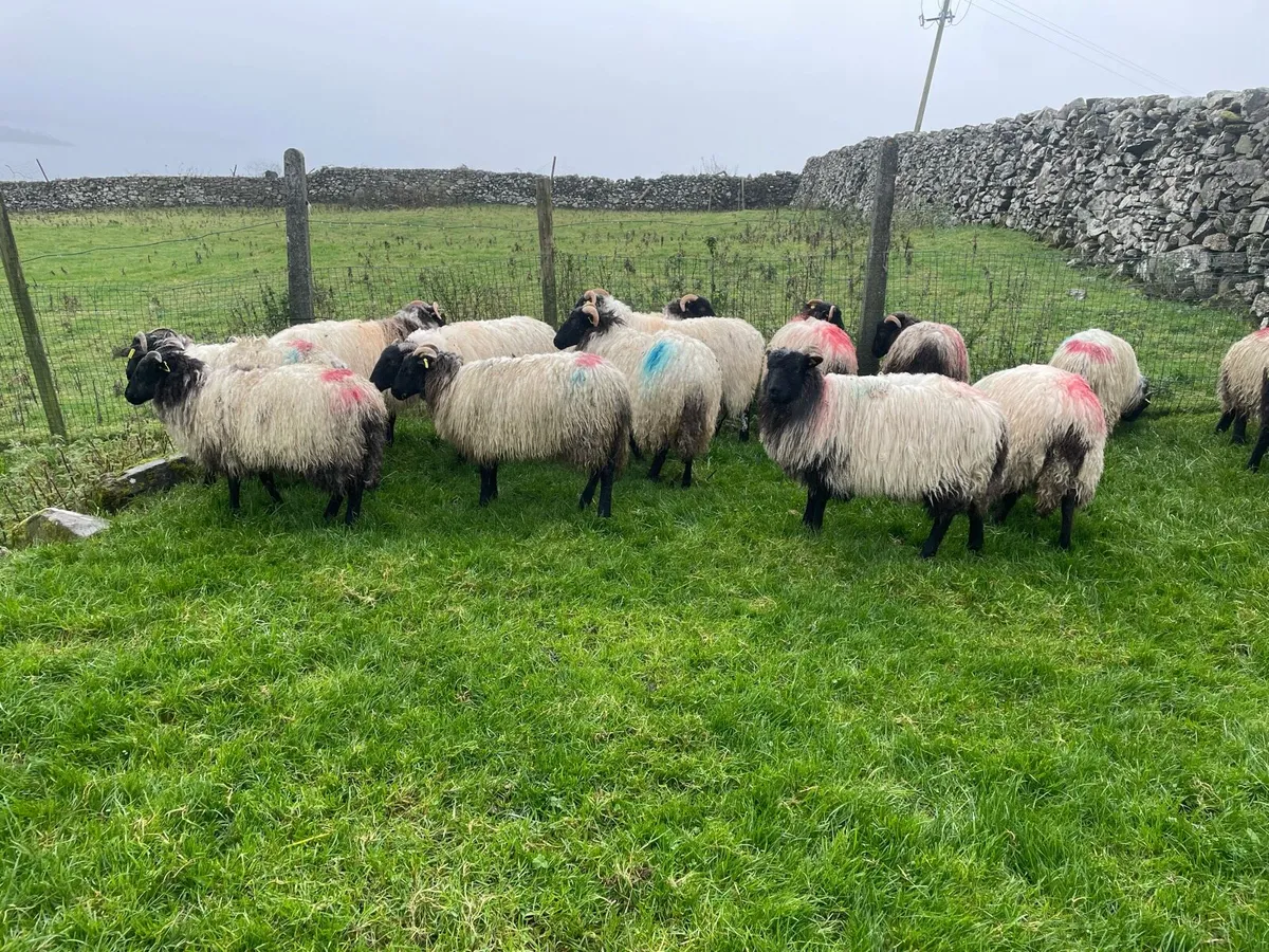 Mountain ewe lambs - Image 1